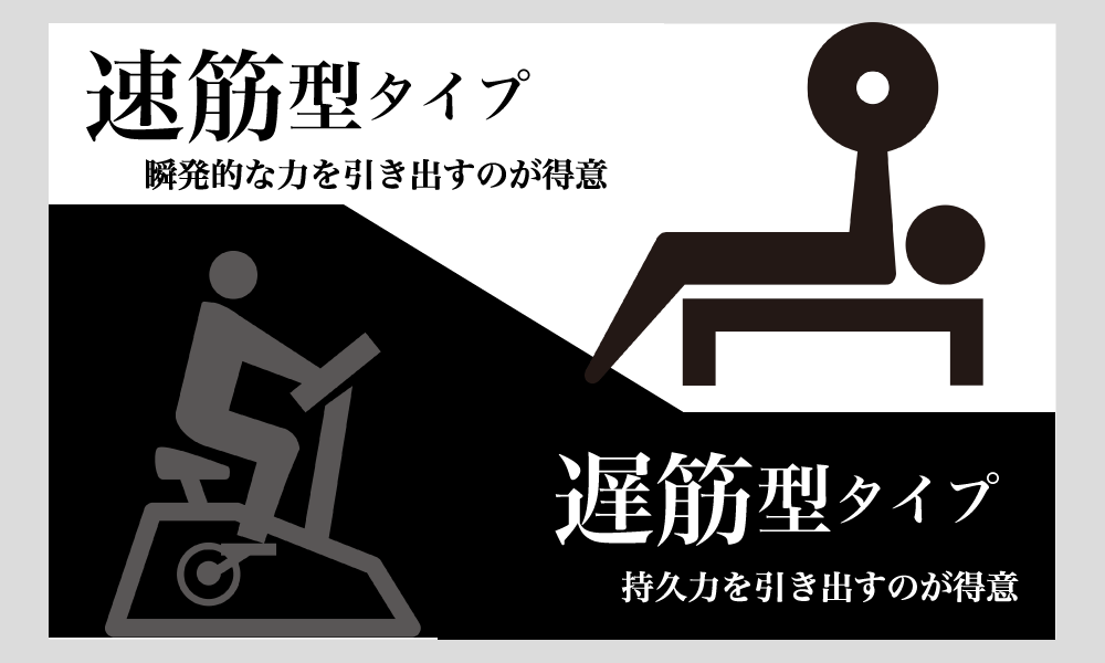 筋繊維のバランスをチェック